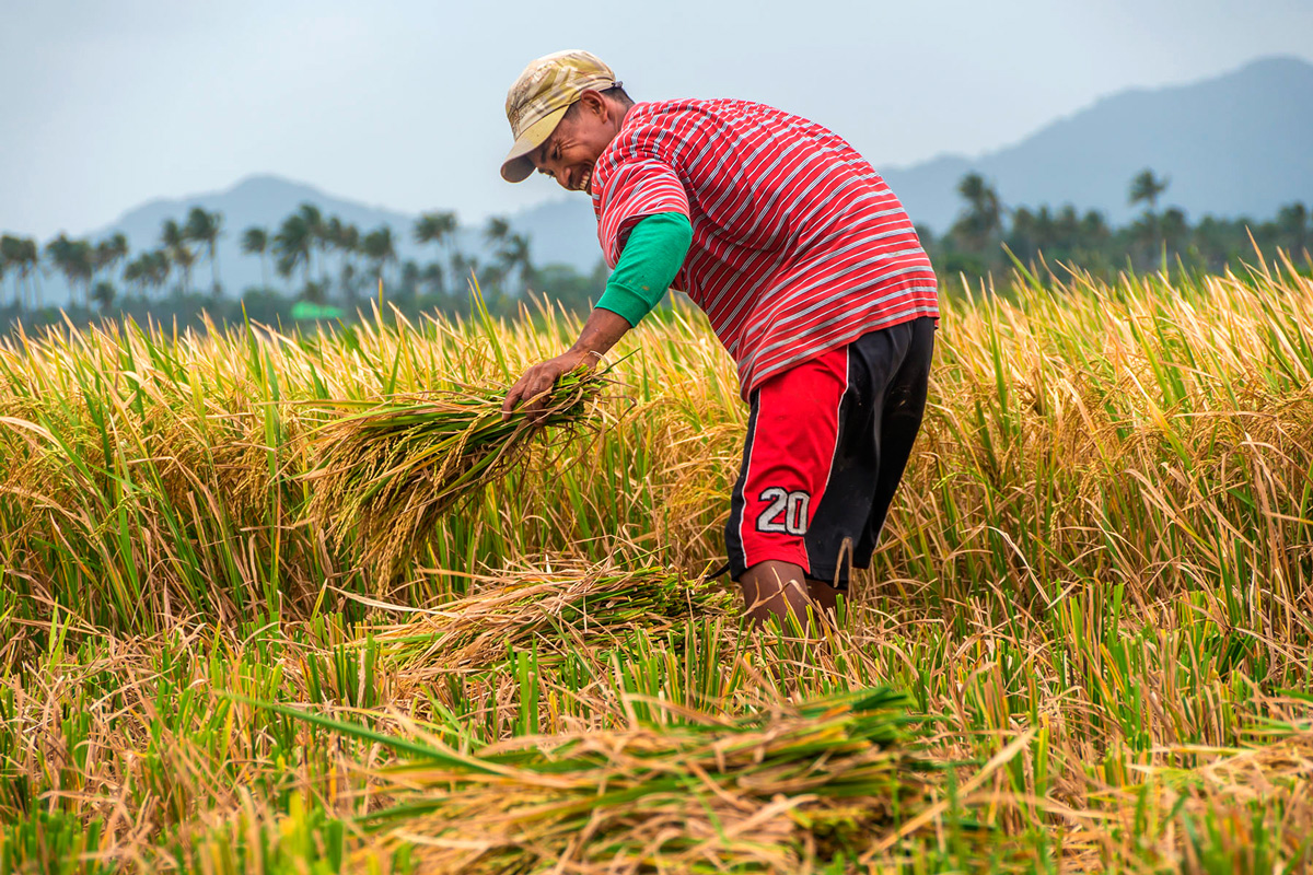 Philippines - Santa Ana - harvesting rice