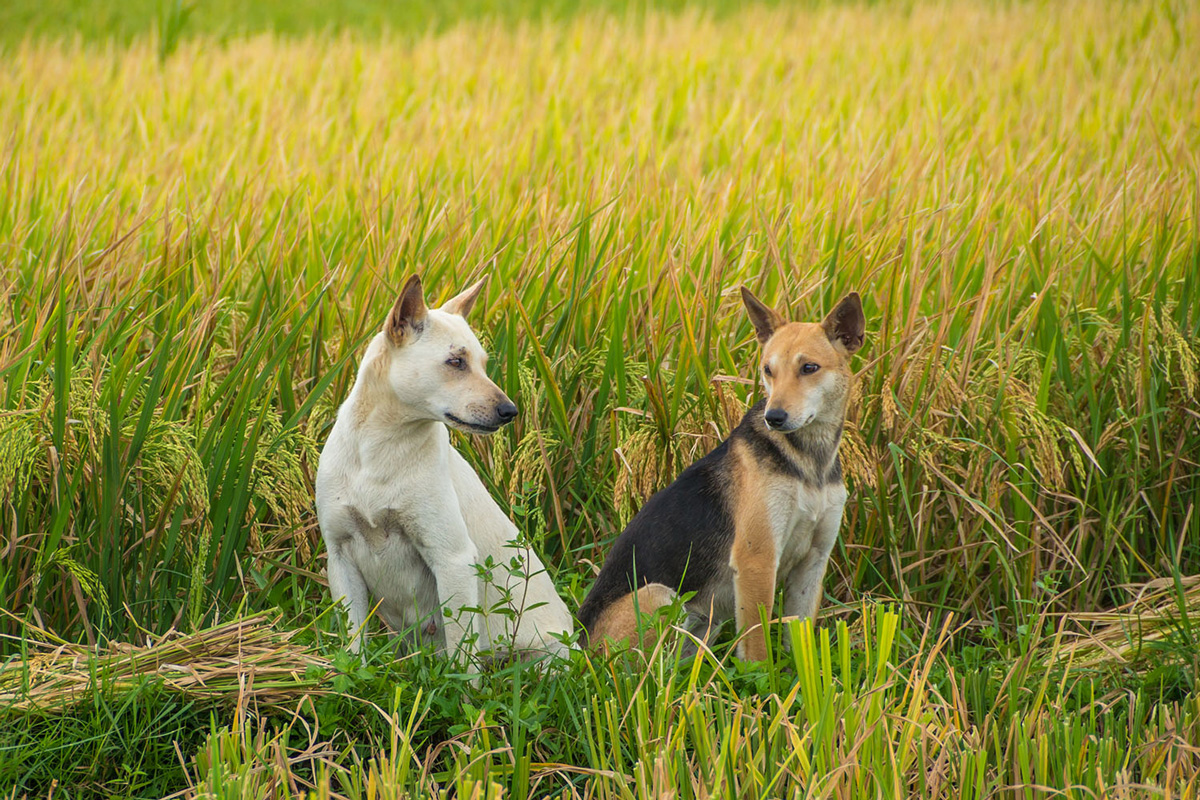 Philippines - Santa Ana - dogs in rice field