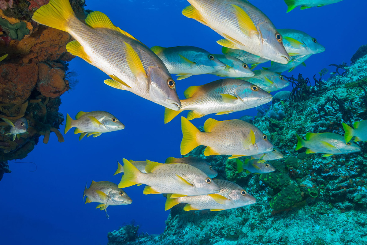 Mexico, Cozumel, Tauchen, Fische