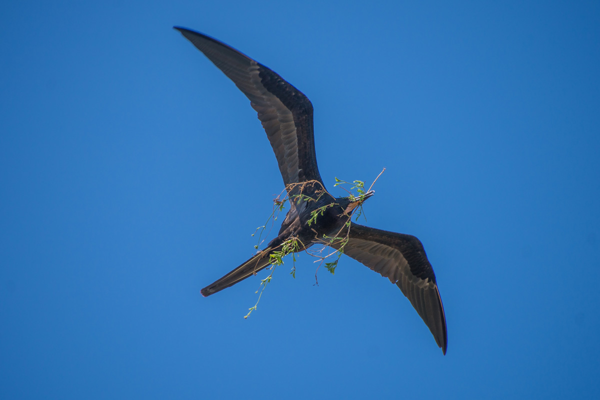 Mexico - Isla Contoy - Frigate bird