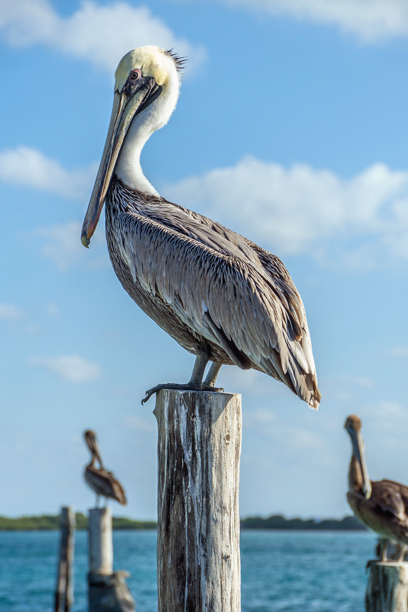 Mexico - Isla Mujeres - Pelican