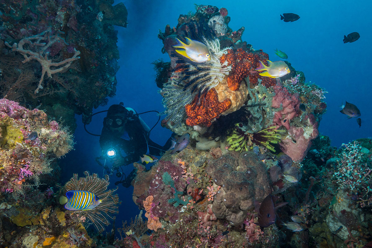 Indonesia, Manado, Bunaken Island, Diving, Diver with Corals