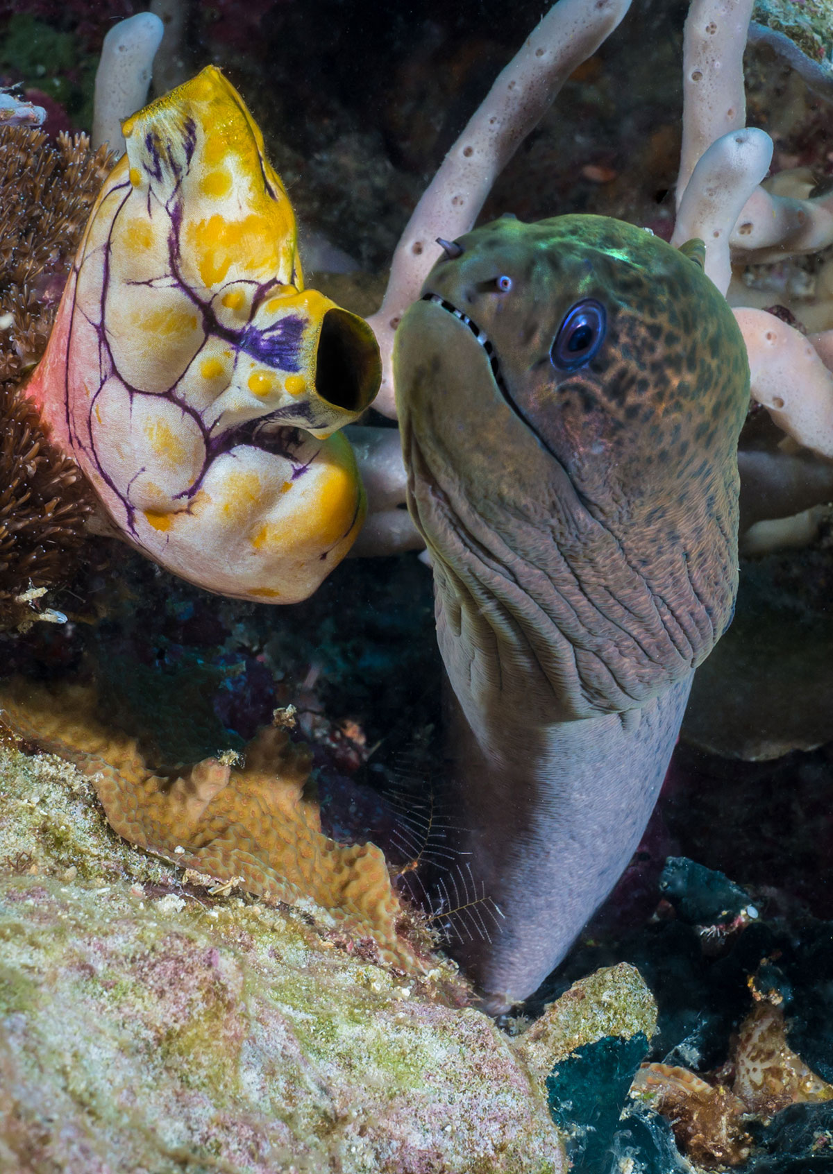 Indonesia, Manado, Bunaken Island, Diving, Murray Eel