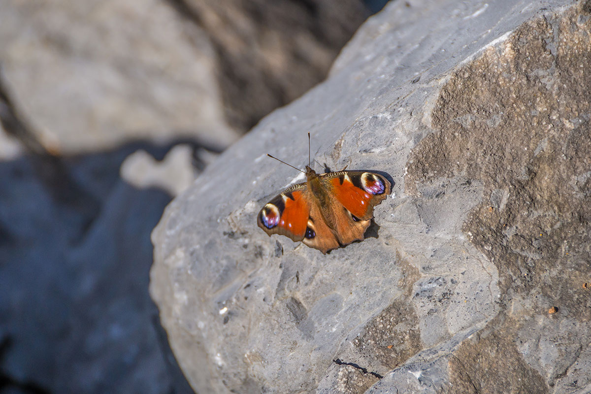 Warstein, Hillenberg, Route „Schmetterlings Effekt“ (Einstiegsvariante zu „Sidewinder“), 9-, Fotograf: Thihamy Nguyen