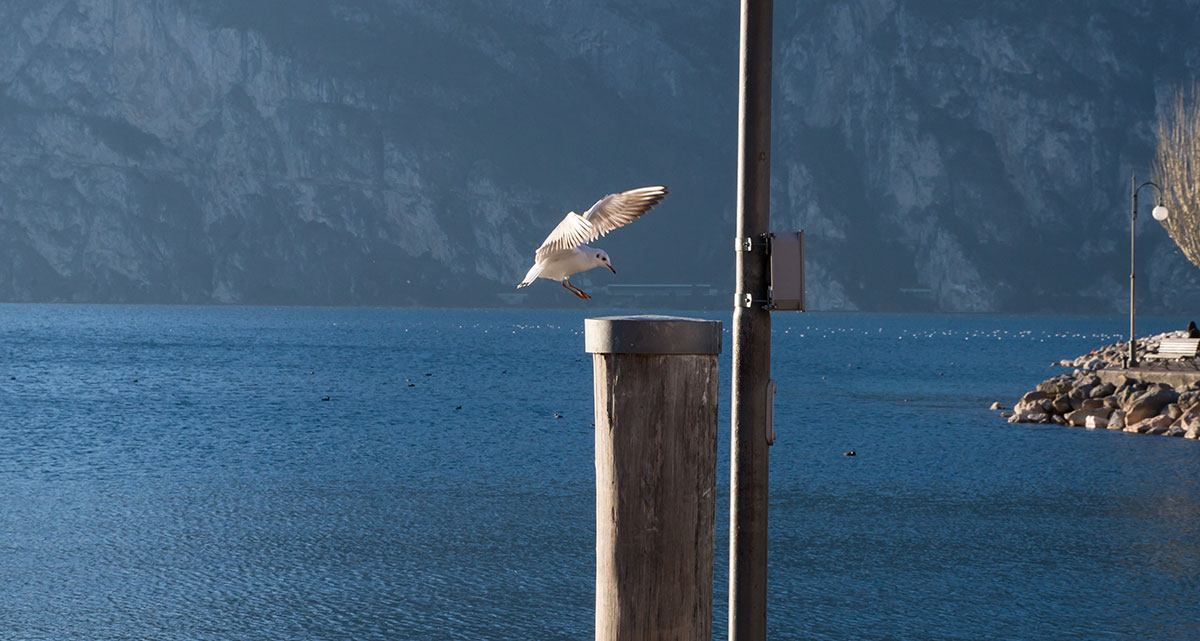 Möwe im Landeanflug am Hafen von Torbole am Gardasee