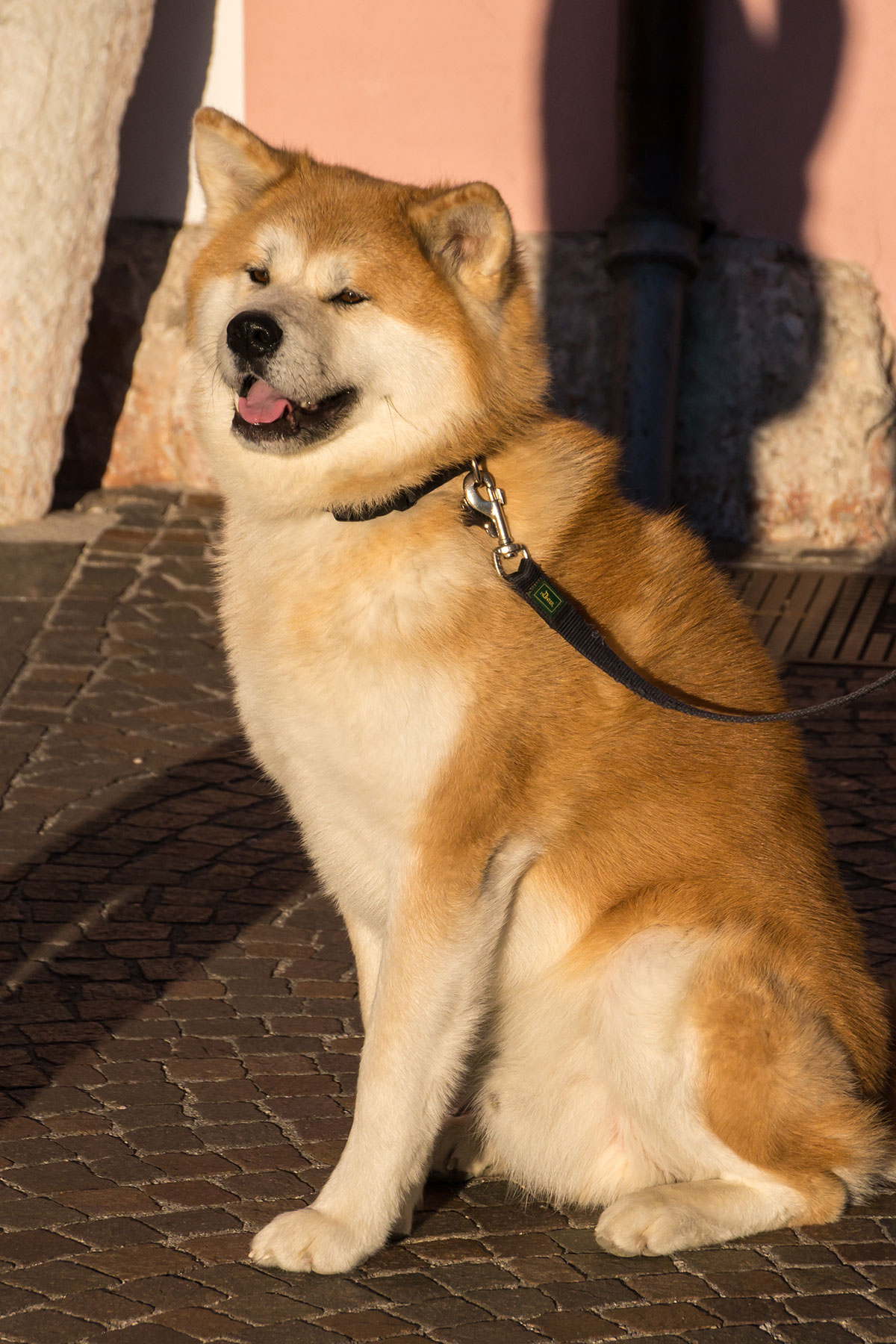 Akita, eine alte japanische Hunderasse, bekannt aus dem Film 