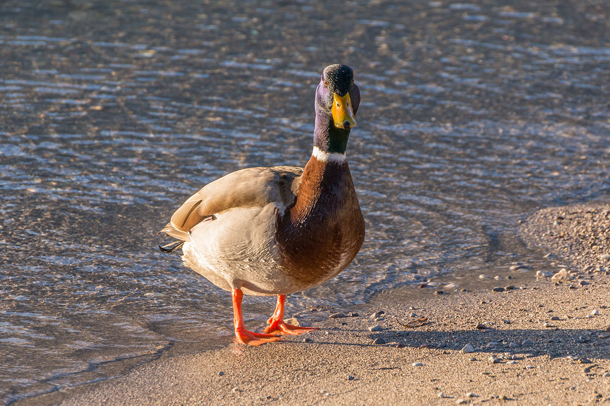 Wild duck at the Lake Garda