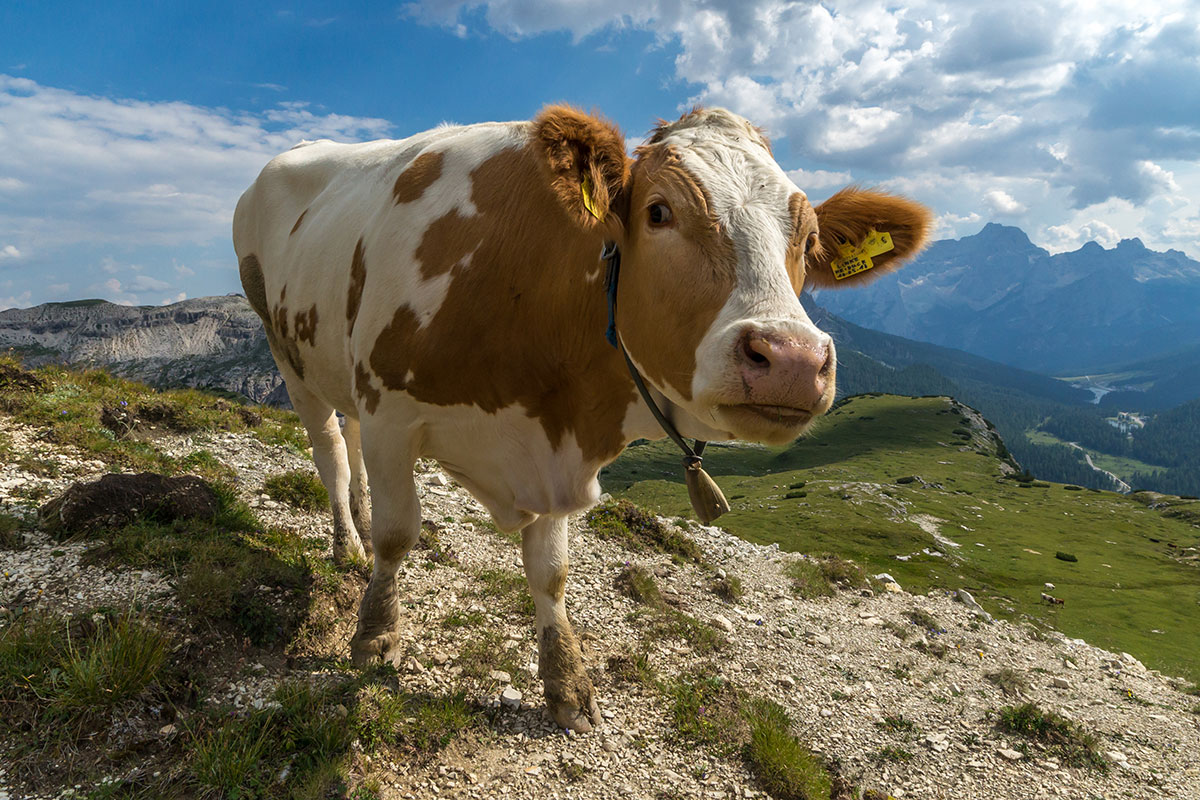 Close-up shot of a Cow at the base of the Three Peaks Dolomites, Italy - 
