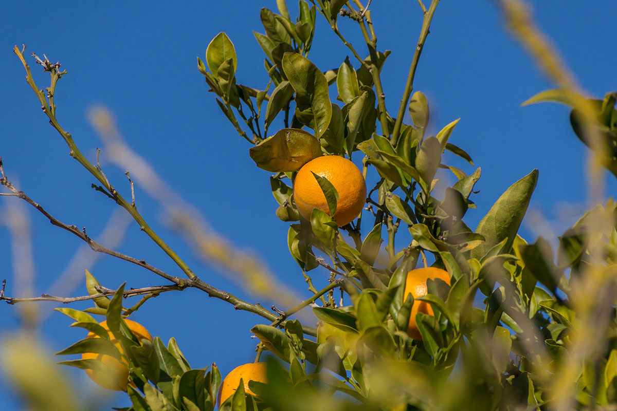 Mallorca, oranges in Campos