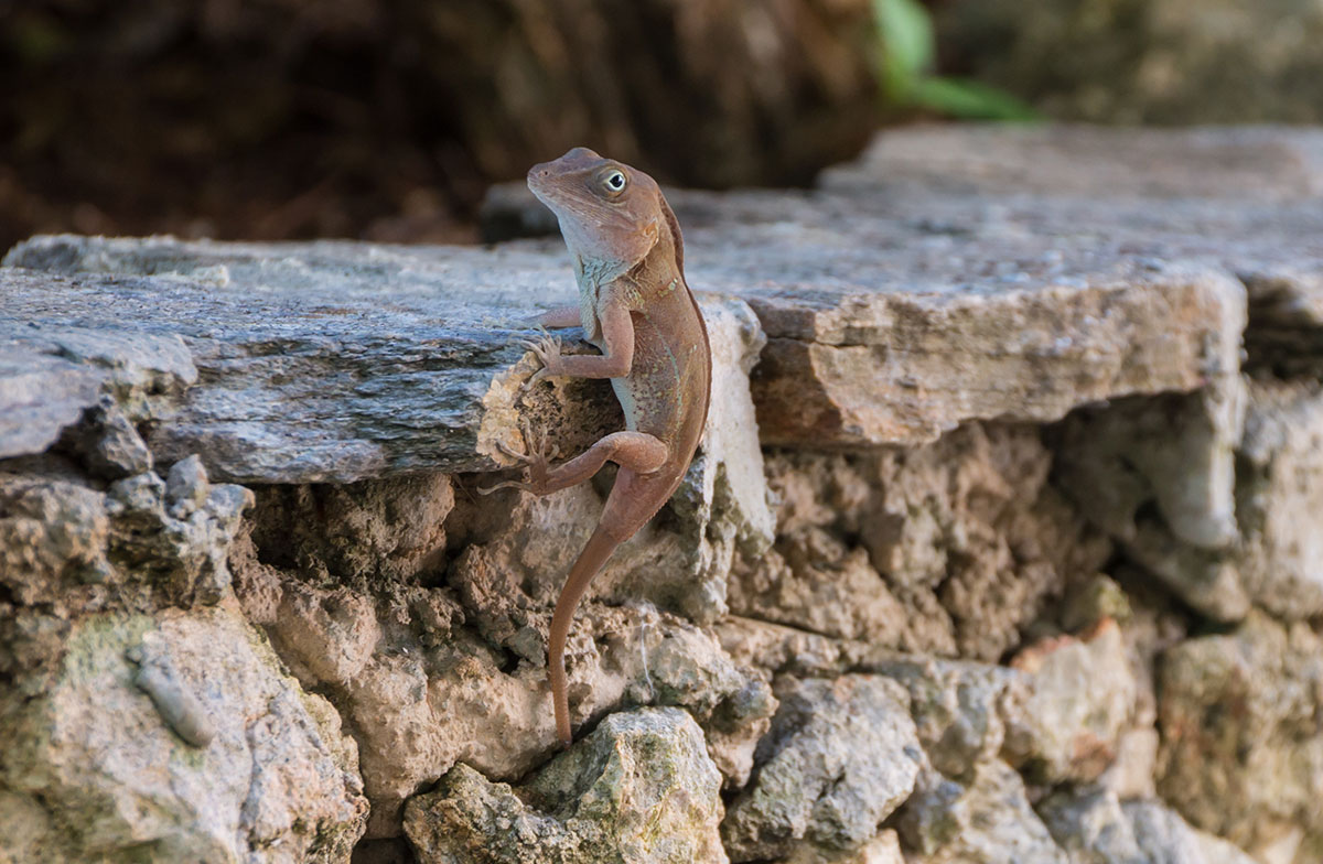 Dominican Republic, lizard