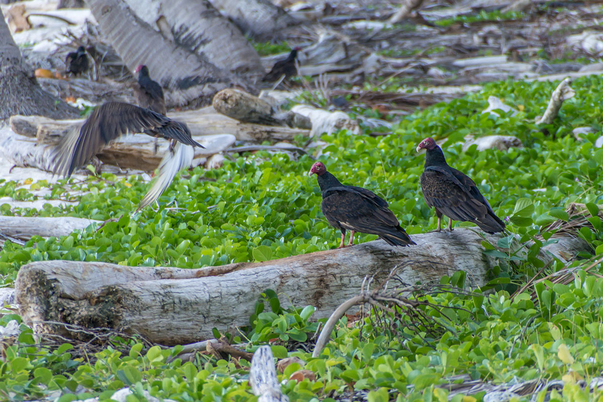 Dominican Republic, vultures at Playa Fronton near Las Galeras