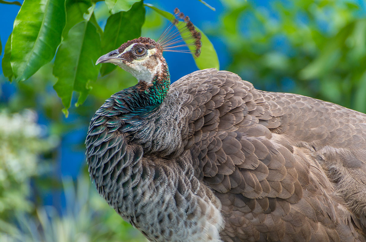 Dominican Republic, peafowl