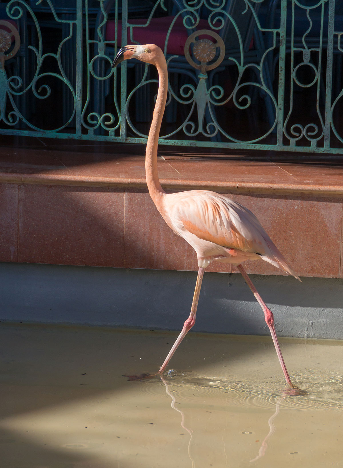 Dominican Republic, flamingo