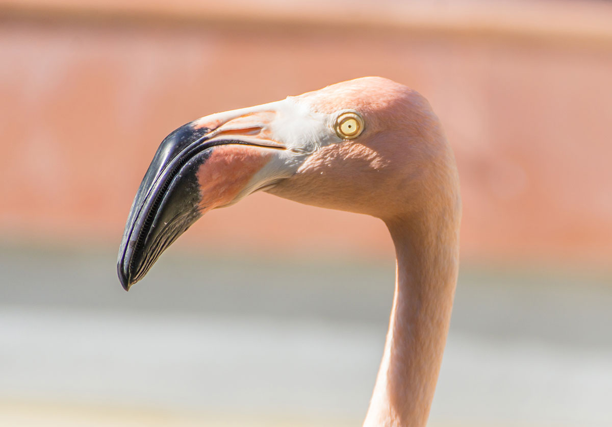 Dominikanische Republik, Flamingo