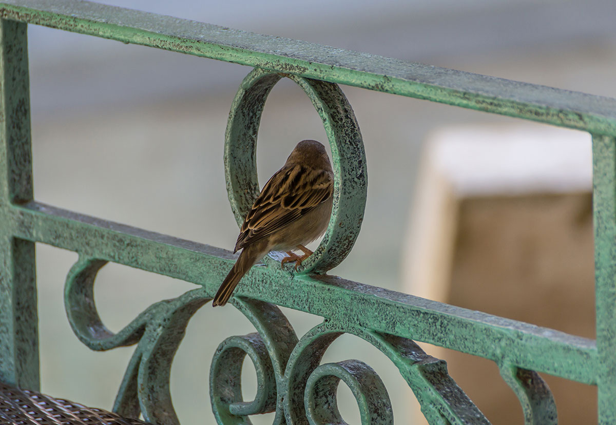 Dominican Republic, bird sparrow