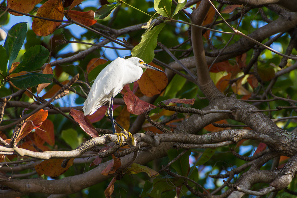 Dominican Republic, snowy egret