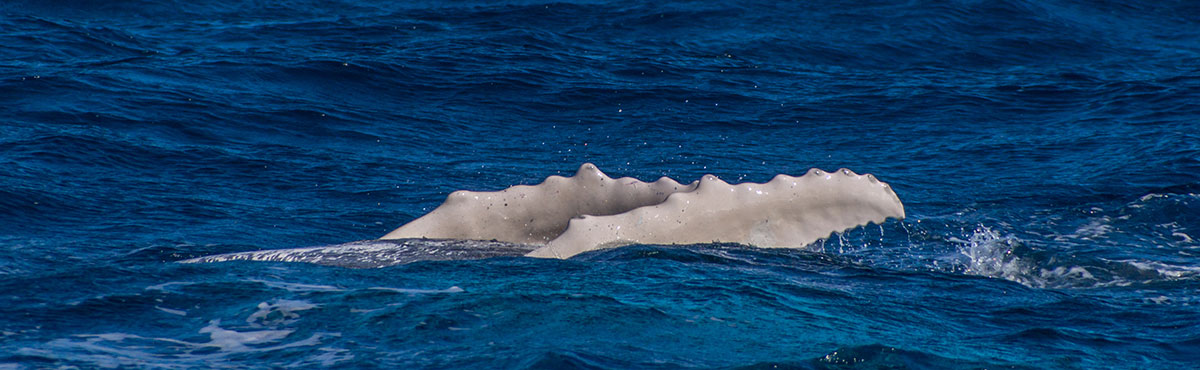 Dominican Republic, Silverbanks, Humpback whales