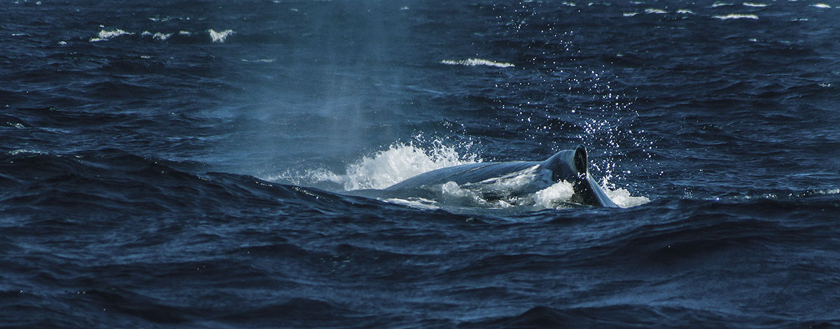 Dominican Republic, Silverbanks, Humpback whales
