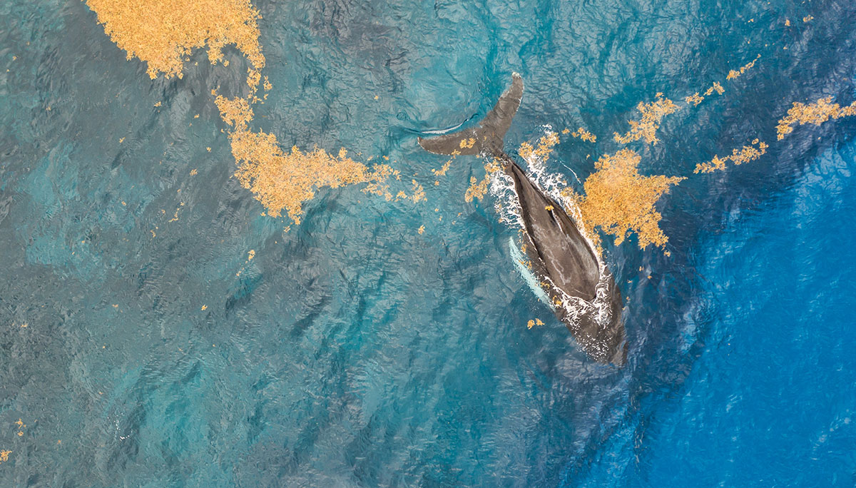Dominican Republic, Humpback whales
