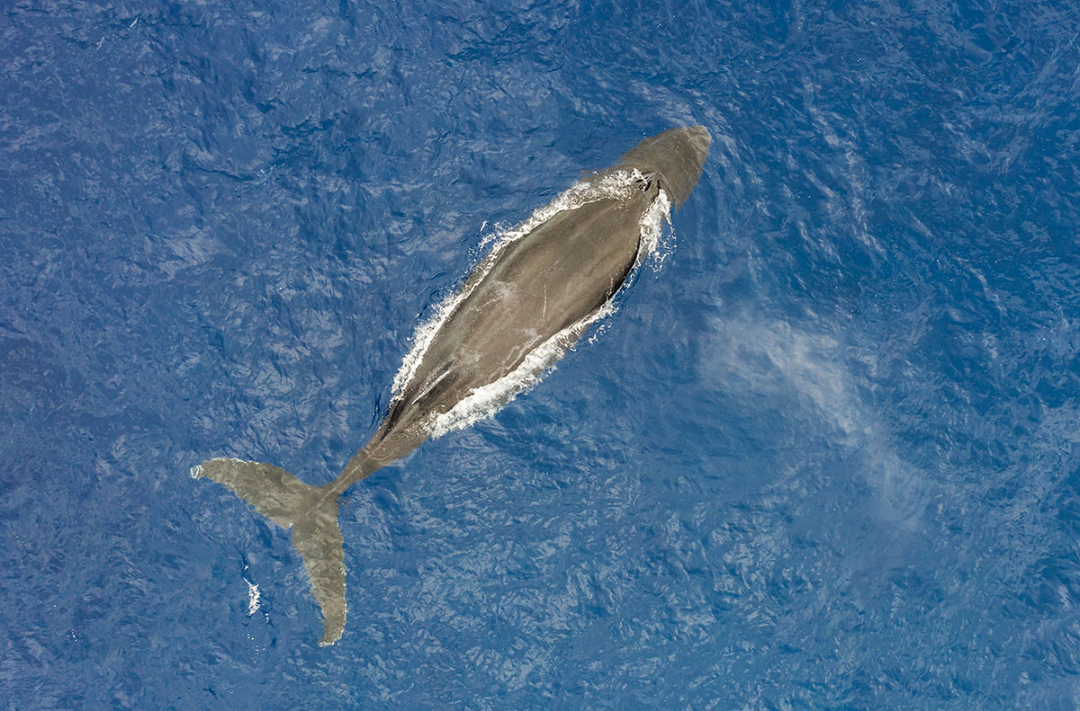 Dominican Republic, Humpback whales