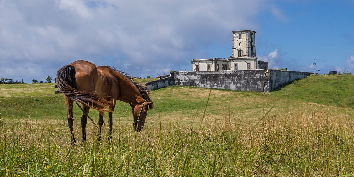 Azores, Faial, lighthouse ruin area at Ribeirinha with horse
