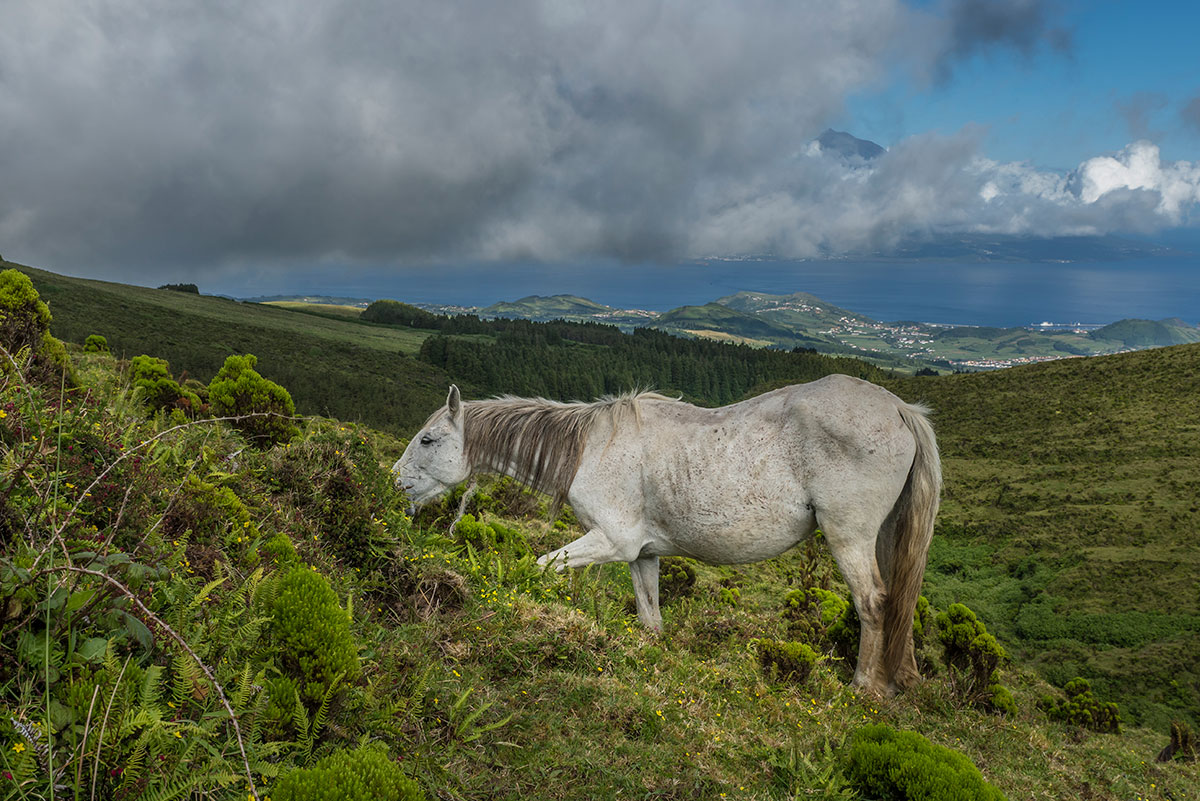 Azores, Faial, Caldeira with horses