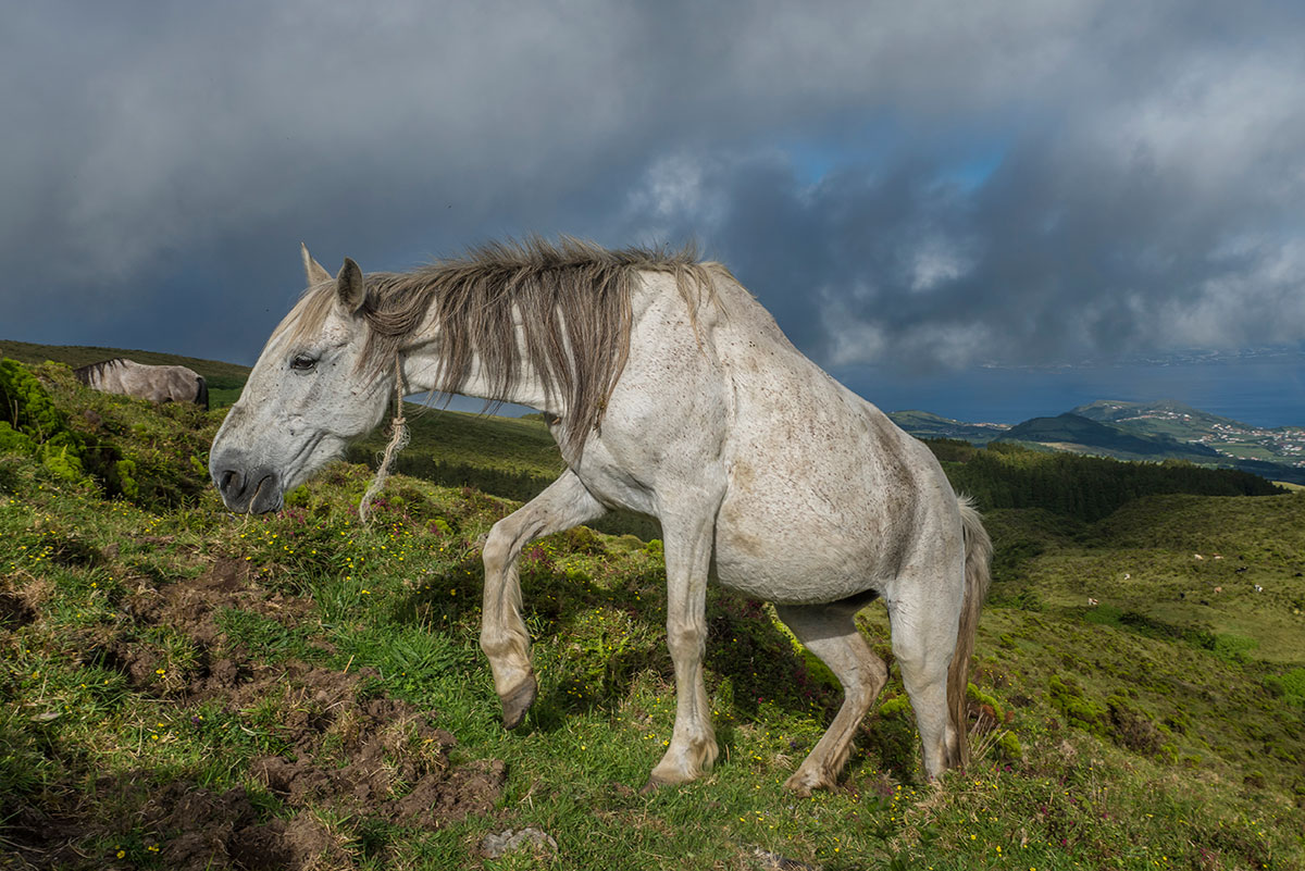 Azores, Faial, Caldeira with horses