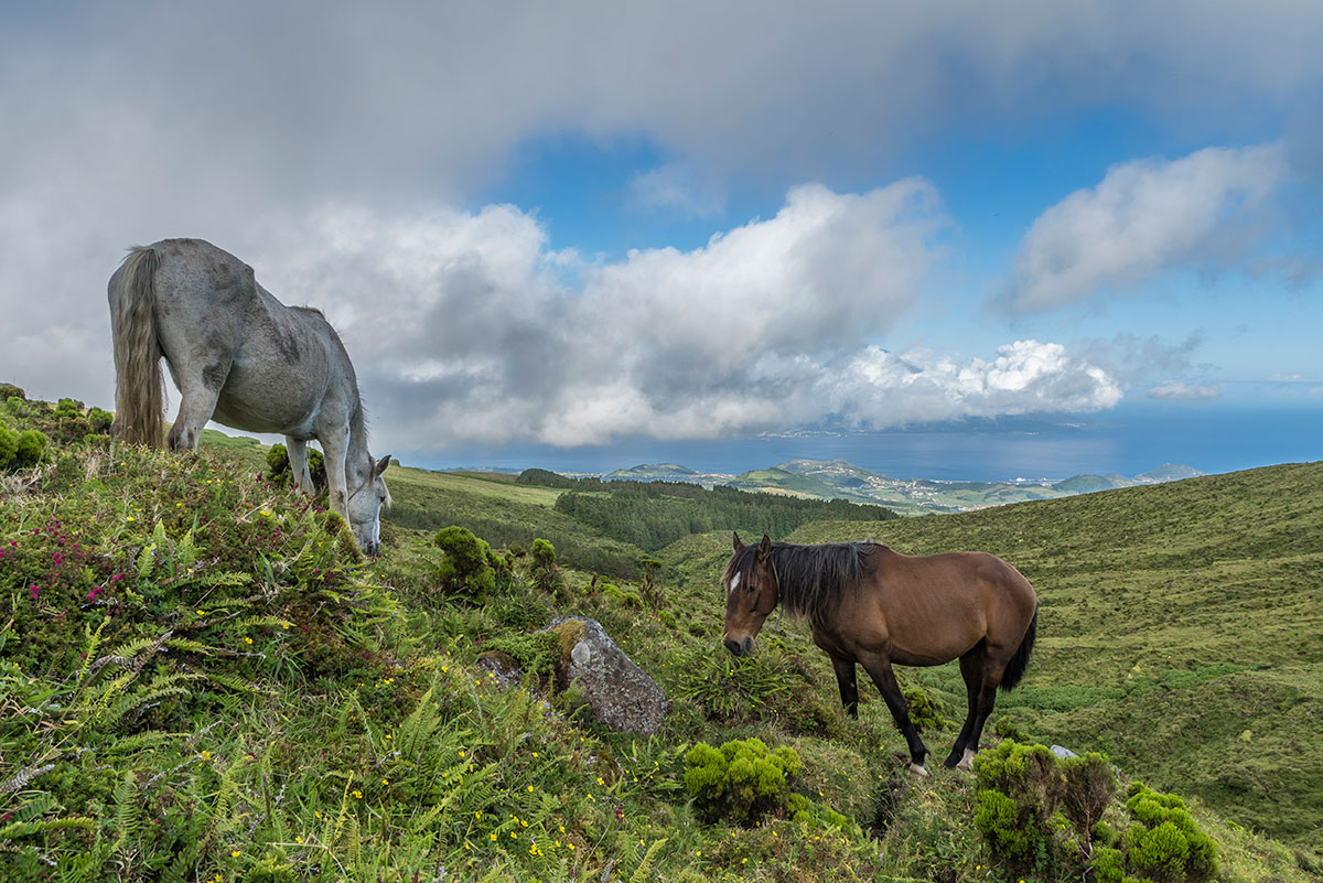 Azoren, Faial, Caldeira mit Pferden