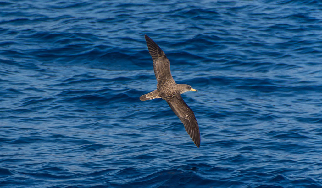 Azoren, Cory's Shearwater