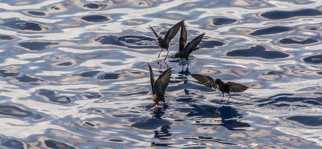 Azores, Wilsons's Storm Petrel on the Princess Alice Banks