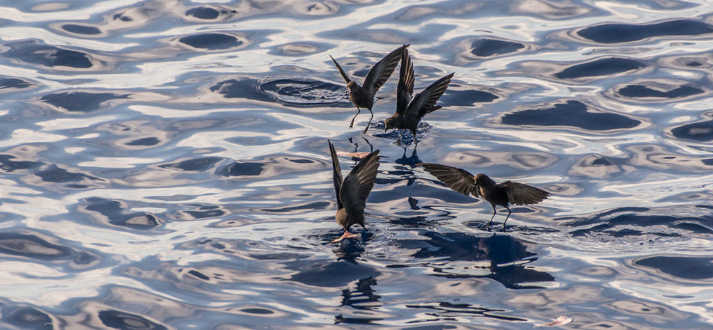 Azoren, Wilsons's Storm Petrel an den Princess Alice Banks