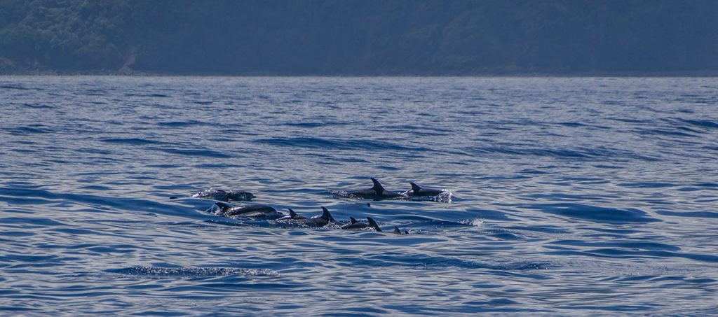 Azores, dolphins