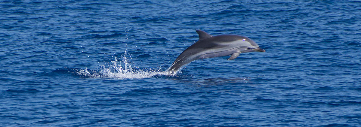 Azores, dolphin