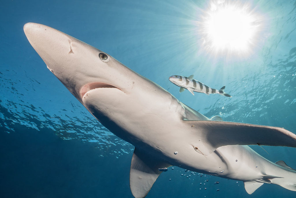 Azores, Blue Shark at Princess Alice Banks