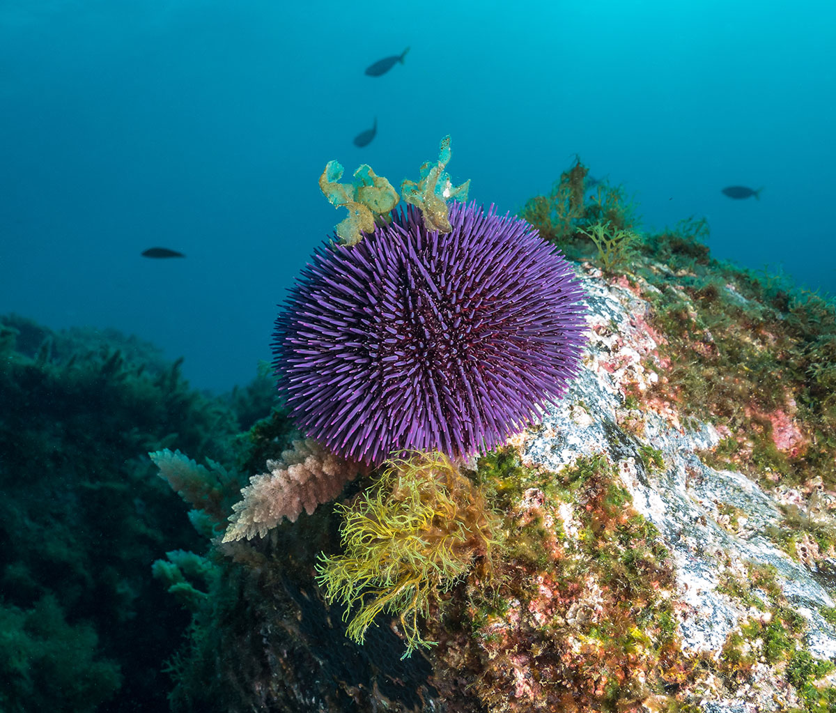Azores, sea urchin