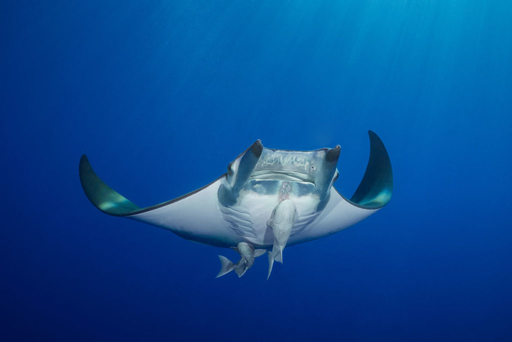 Azores, Manta rays at Princess Alice Banks