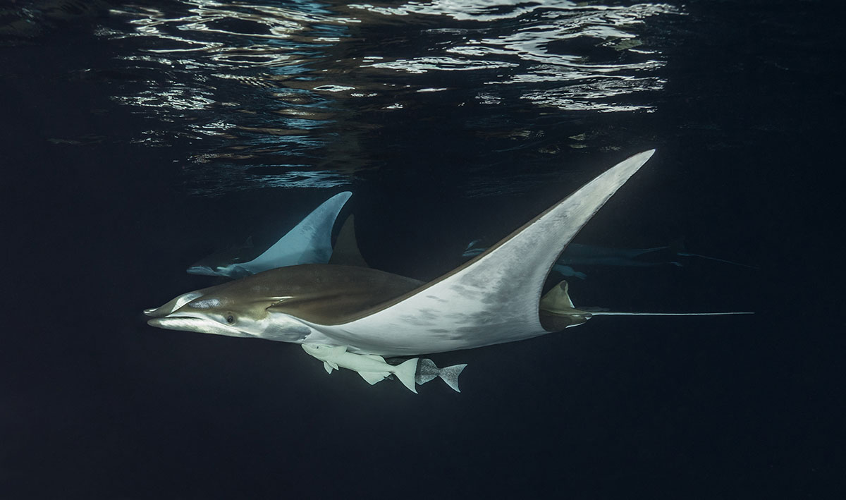 Azores, Manta rays at Princess Alice Banks