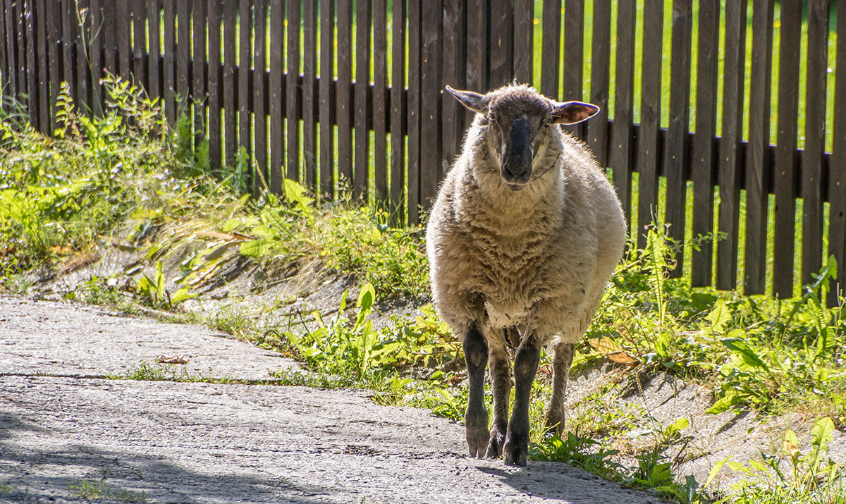 Labské Údolí, Děčín (Tetschen-Bodenbach), sheep