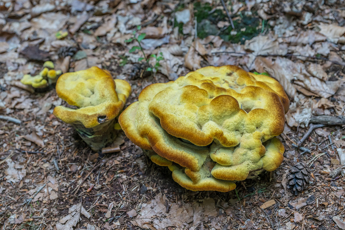 Labské Údolí near Děčín, mushrooms