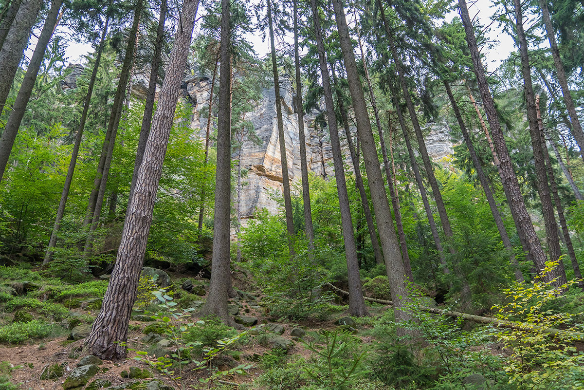 Labské Údolí near Děčín, rocks with trees