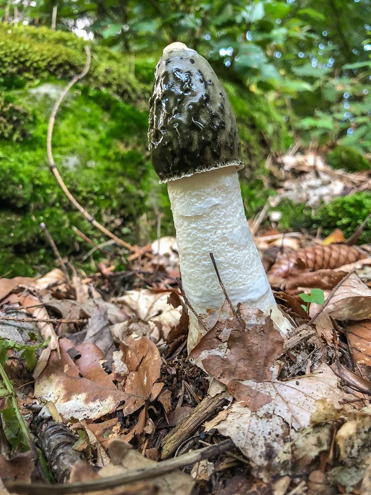Elbtal, Děčín (Tetschen-Bodenbach), mushrooms