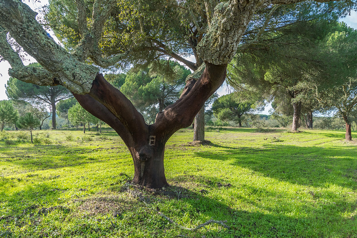 Portugal, cork oak tree, 
