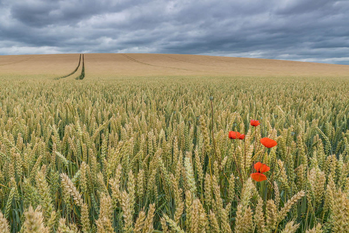 Thüringen, wheat field