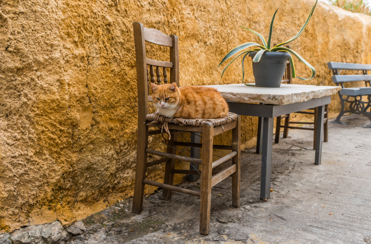 Greece, Athens, alley with cat on chair