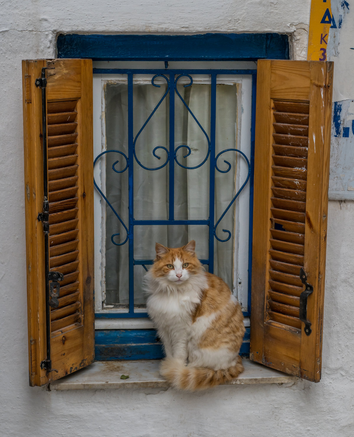 Greece, Athens, cat