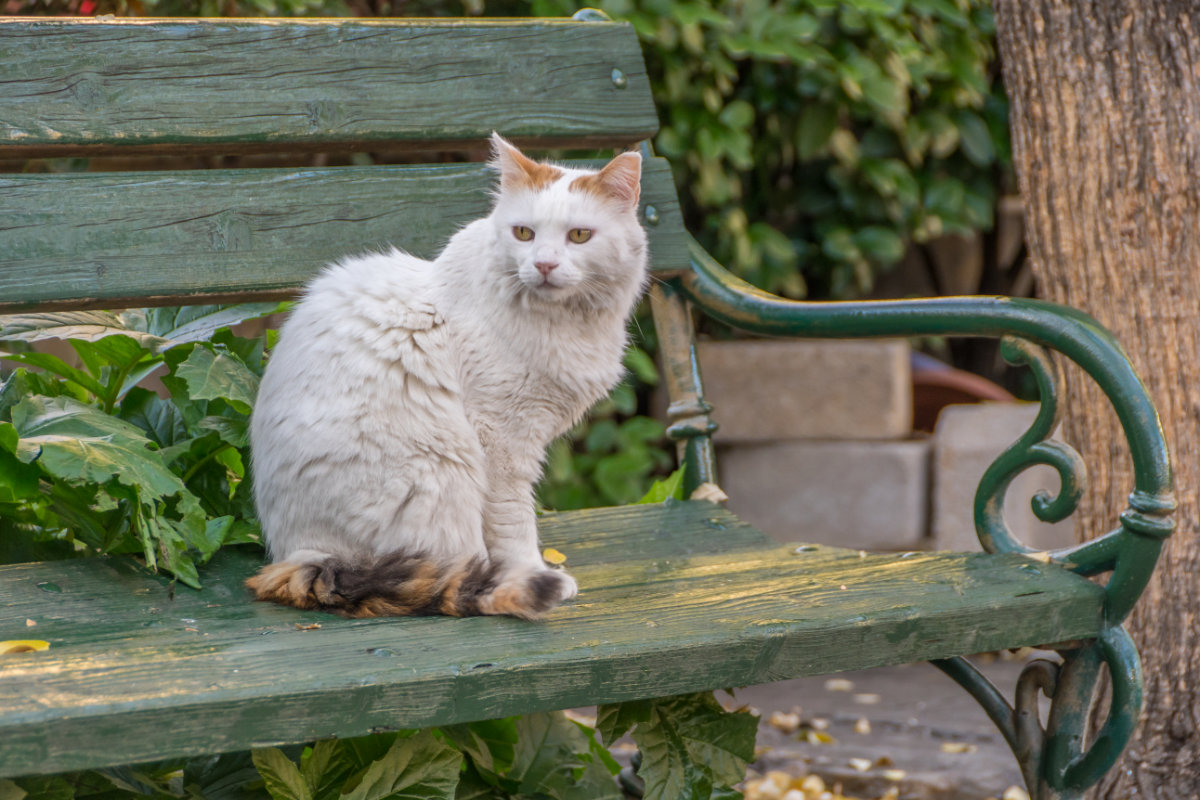 Greece, Athens, cat on bench