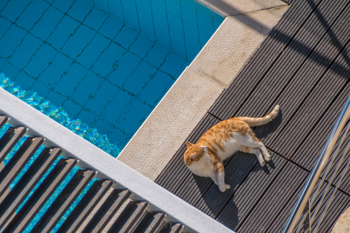 Greece, Athens, cat relaxing at the pool