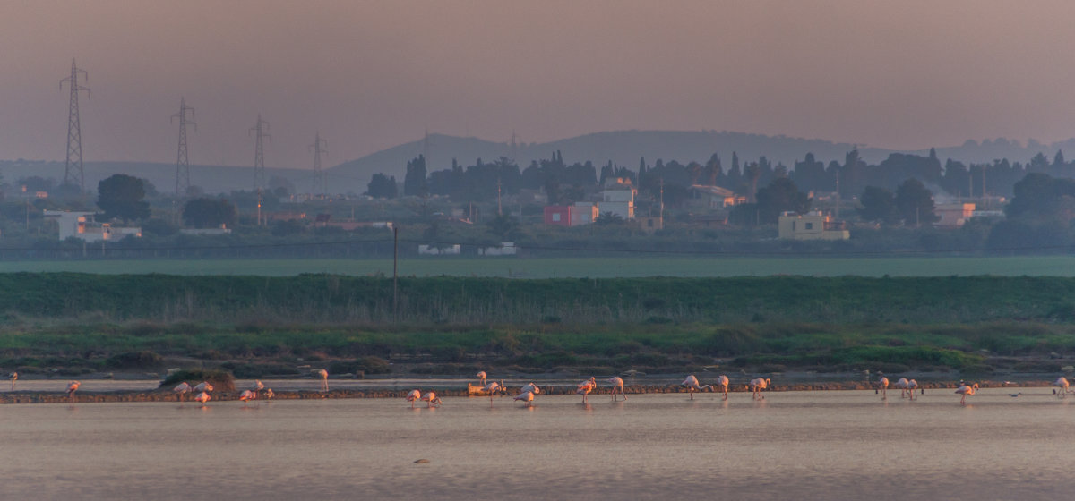 Sizilien, Saline von Trapani mit Flamingos