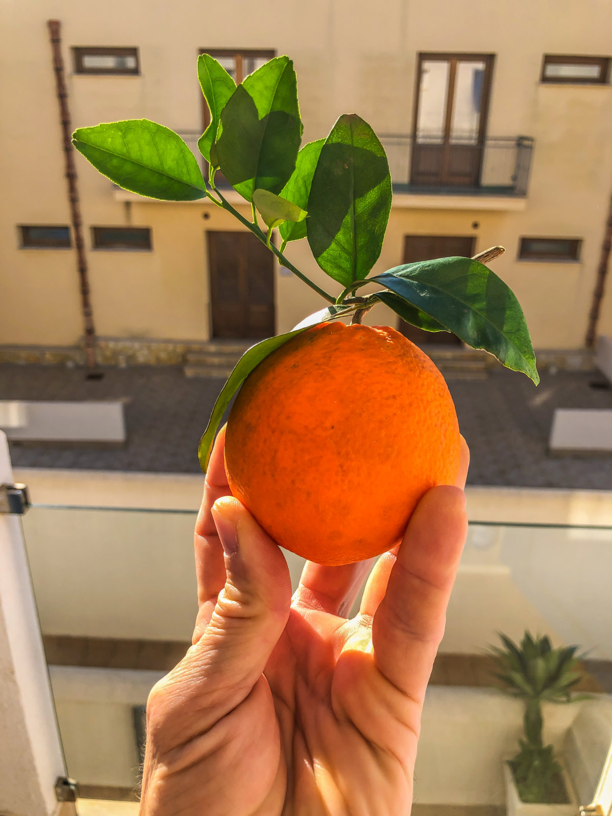Sizilien, San Vito lo Capo, Orange