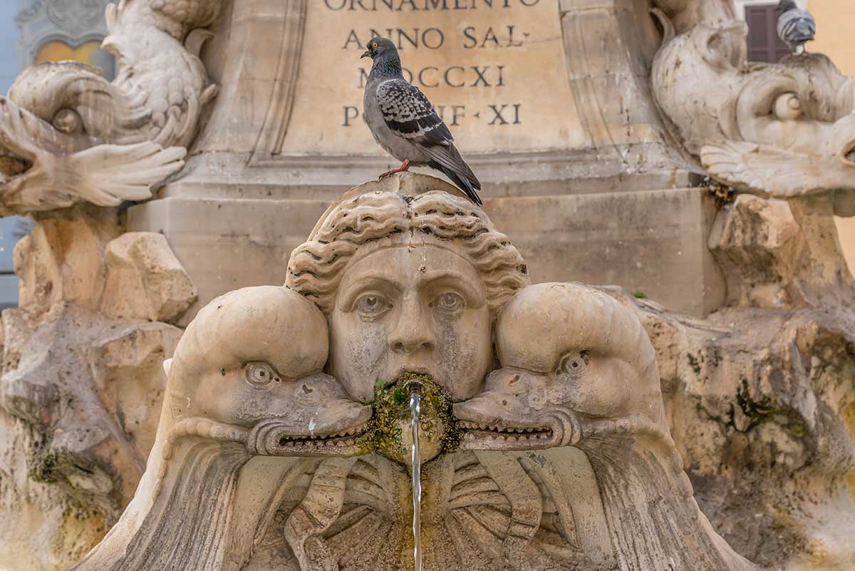 Brunnen in Rom mit Taube